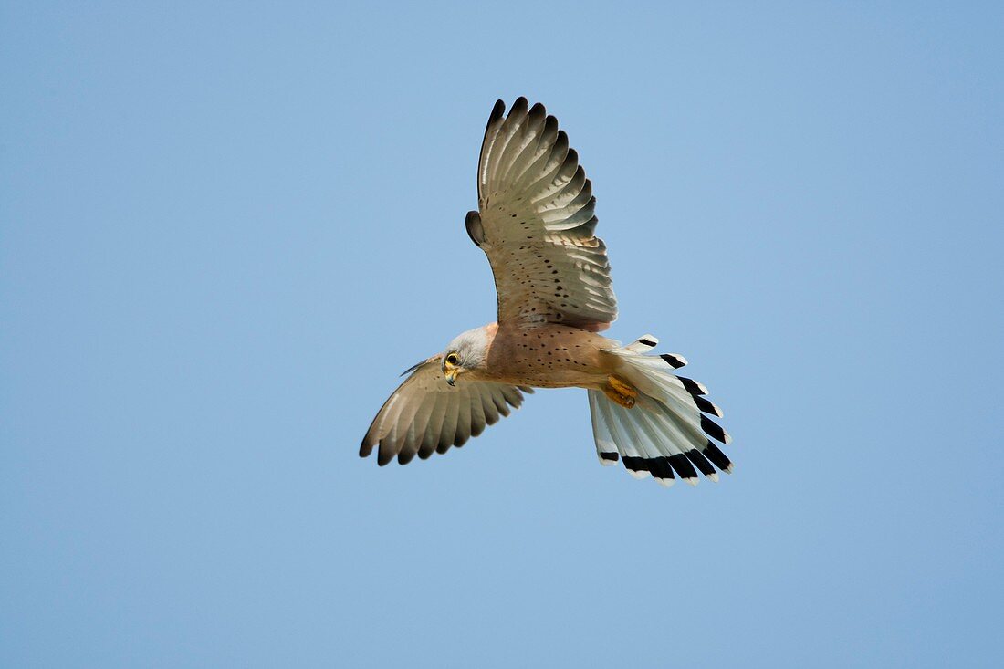 Lesser kestrel (falco naumanni)