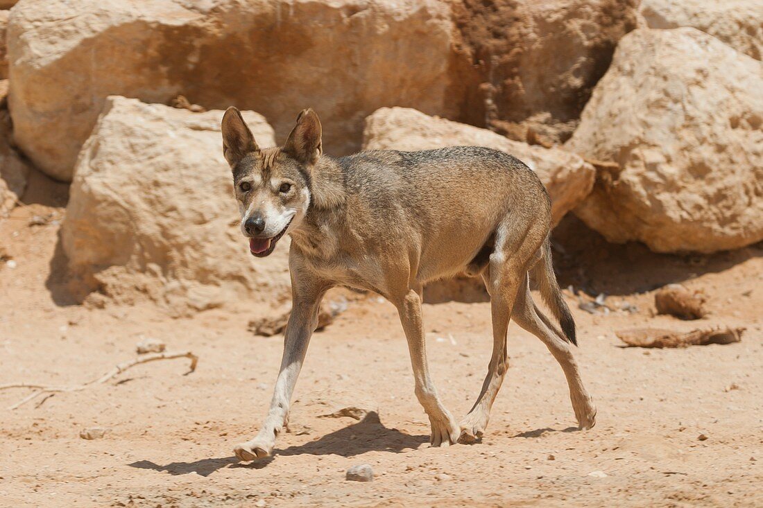 Arabian wolf (Canis lupus arabs)