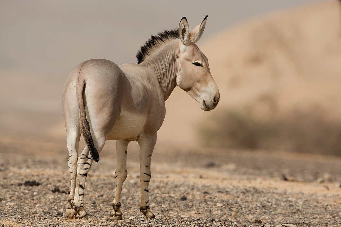 African wild ass (Equus africanus)