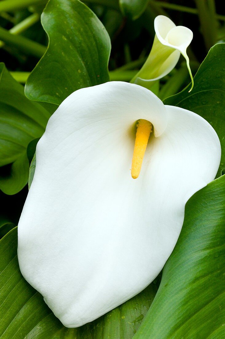 Flower of Zantedeschia aethiopica