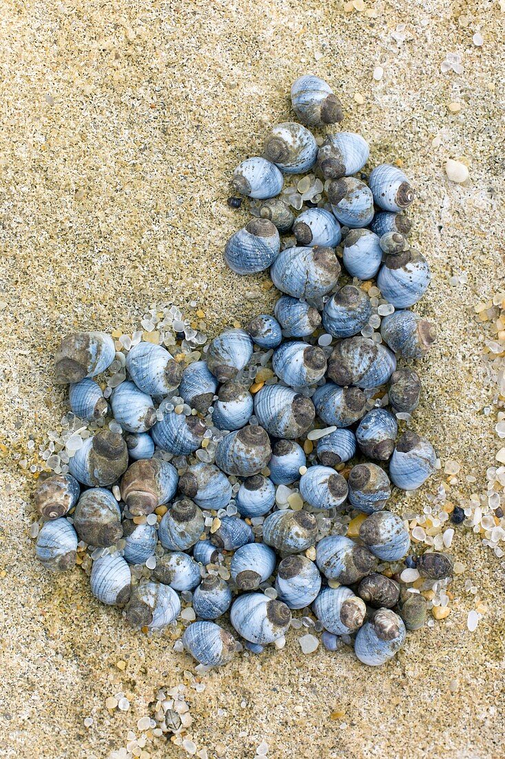 Blue periwinkles on a rocky shore