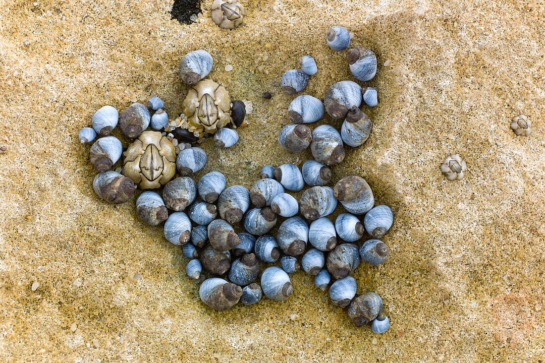 Blue periwinkles on a rocky shore