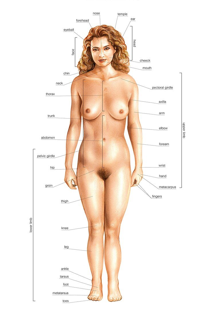 Female external anatomy,anterior view