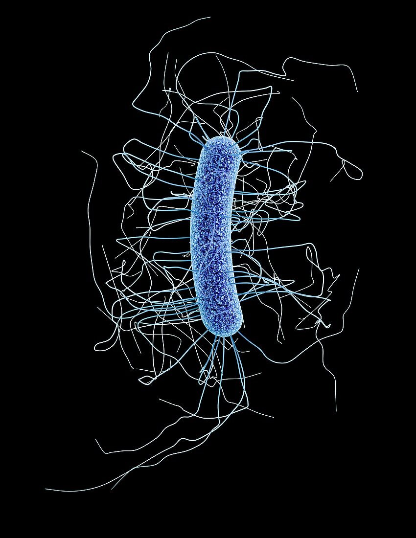 Clostridium difficile bacterium