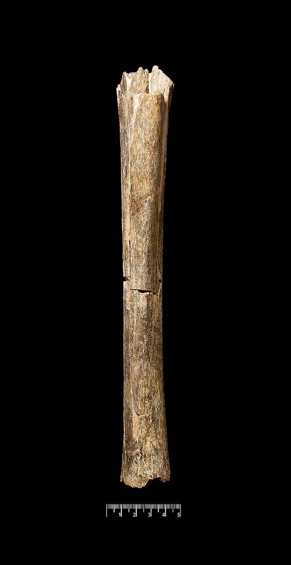 Boxgrove Man fossil bone