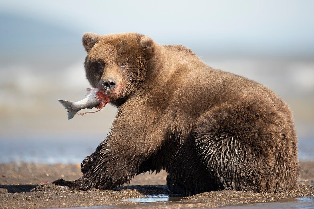 Brown bear,Alaska,USA