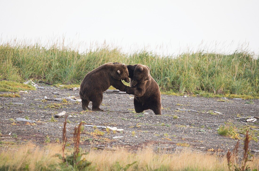 Brown bears playfighting,Alaska,USA