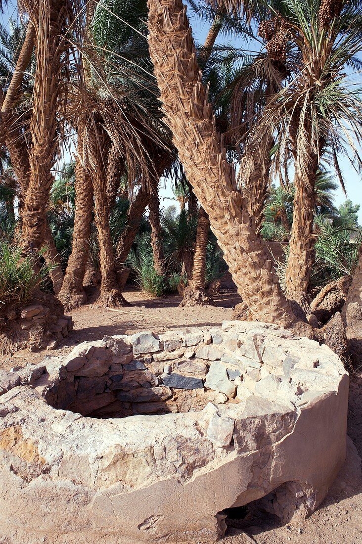 Oasis well and trees