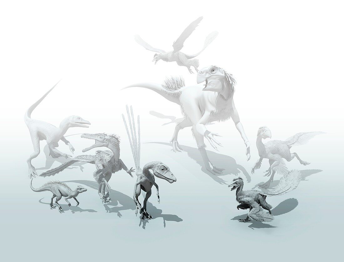 Feathered dinosaurs,artwork
