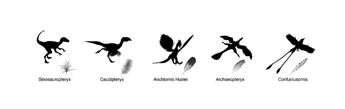 Evolution of dinosaur feathers,artwork