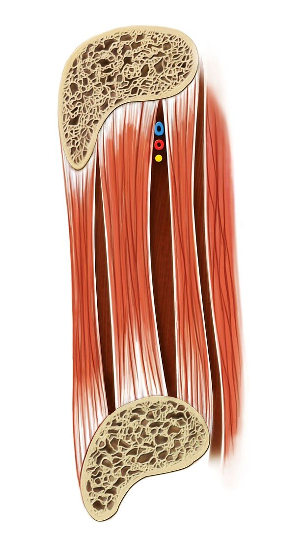 Muscles of thoracic wall