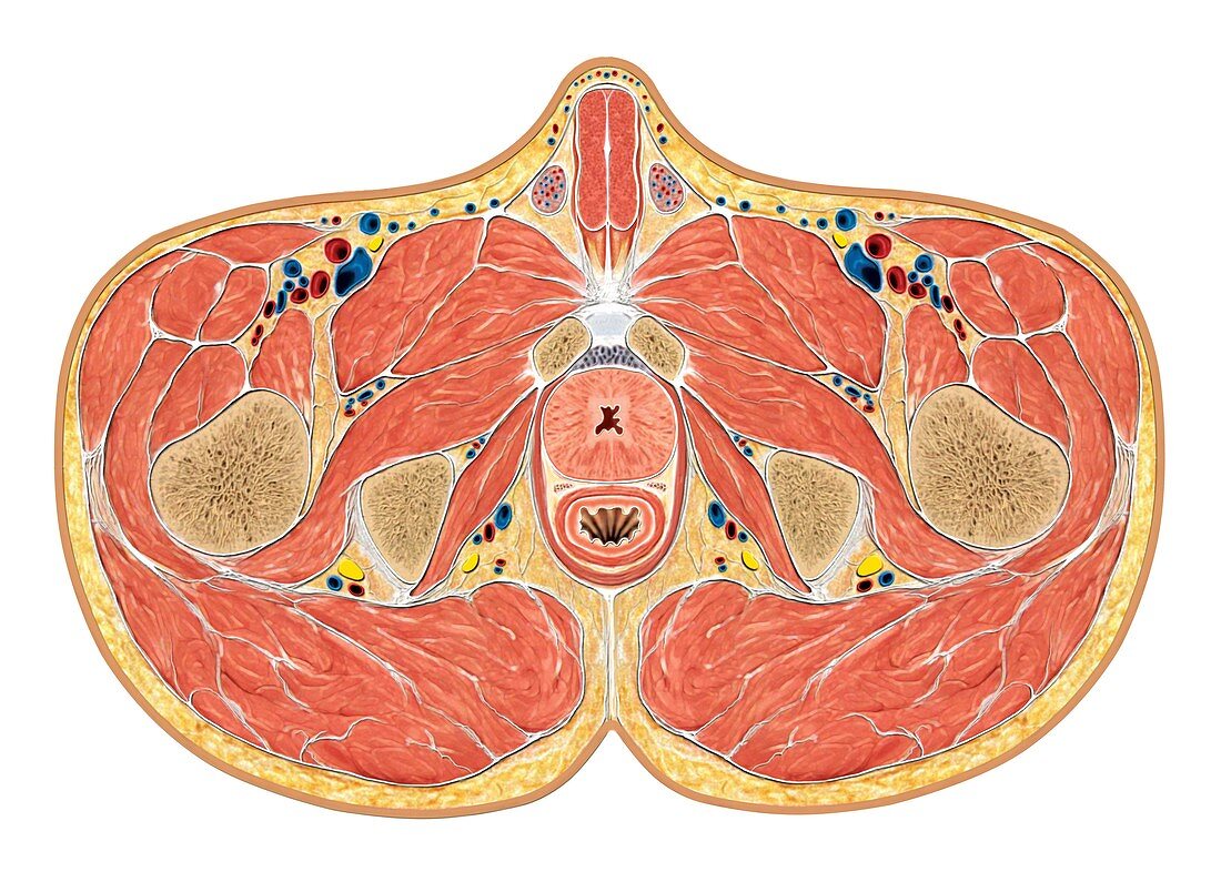 Muscles of pelvis floor cross section