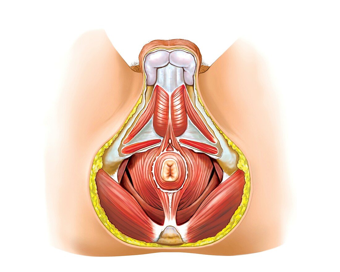 Muscles of perineum