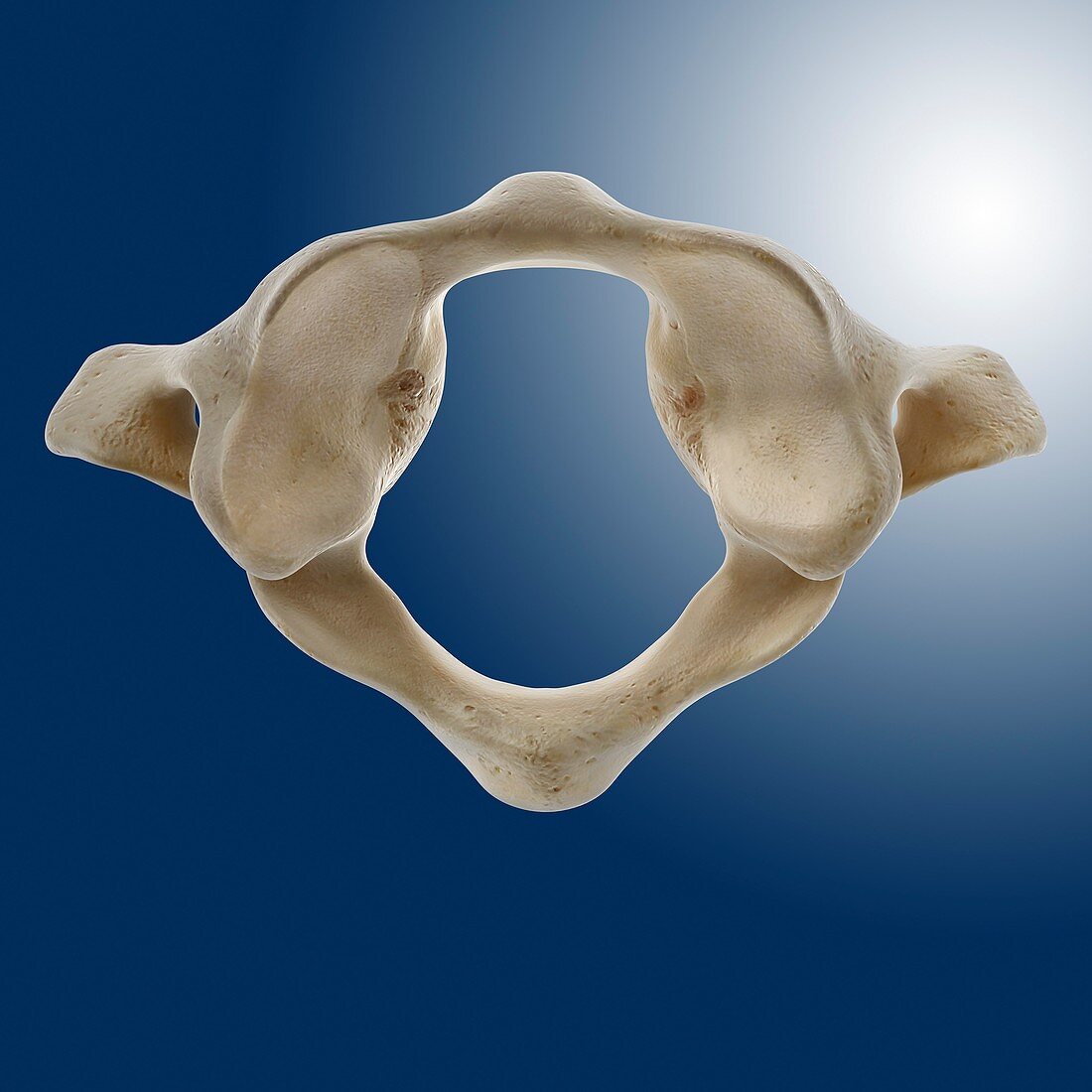 Atlas vertebra (C1),artwork