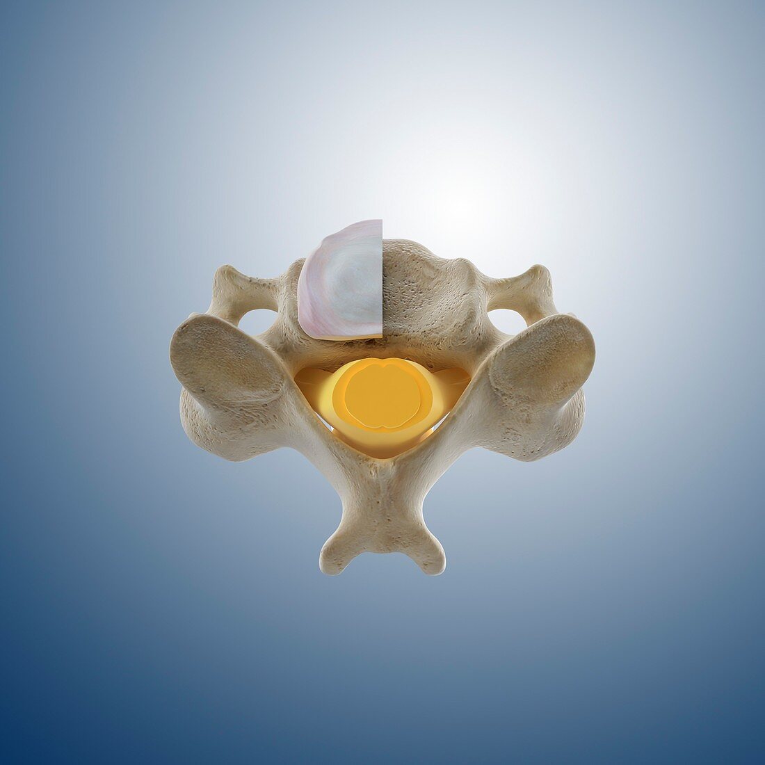 Cervical vertebra (C4),artwork