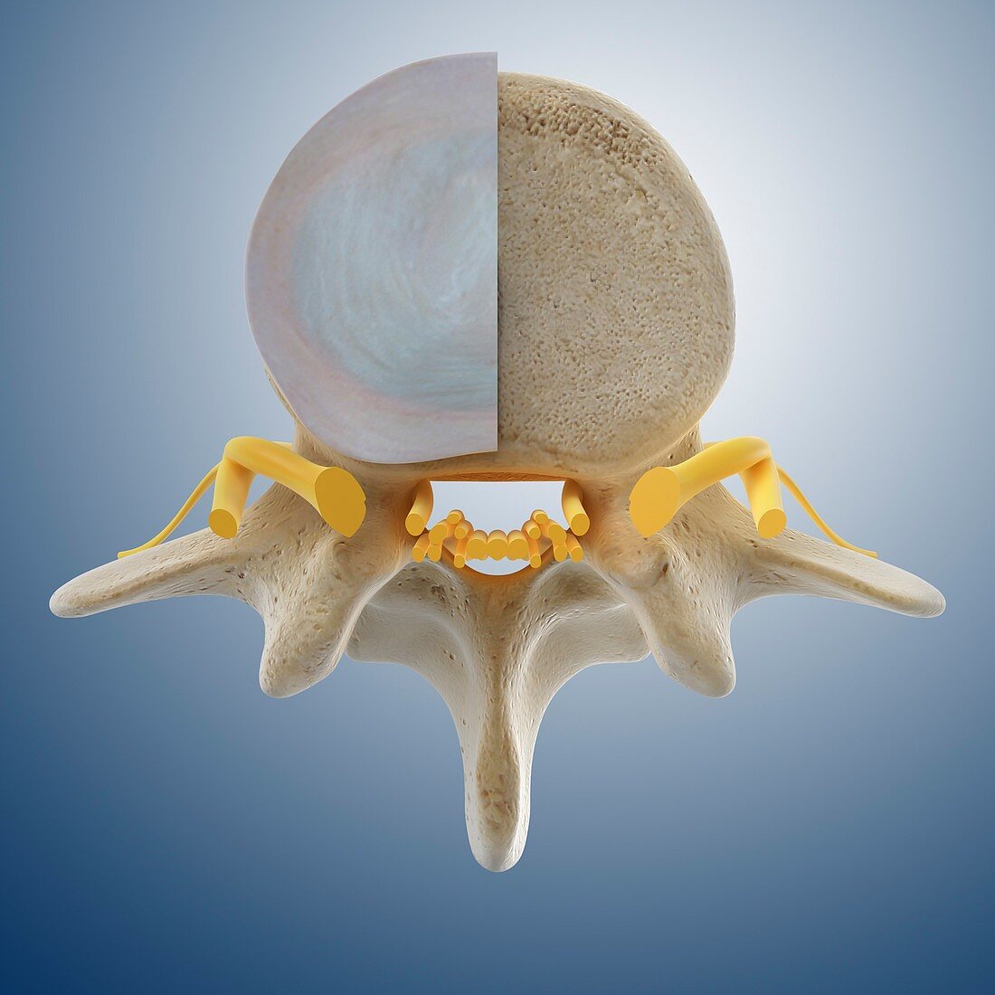 Lumbar vertebra (L3),artwork
