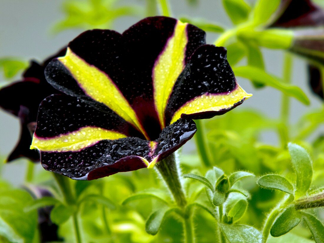 Petunia 'Phantom' flower