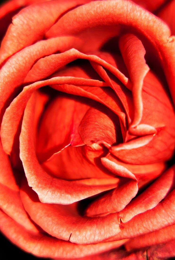 Rosa 'Terracotta' flower