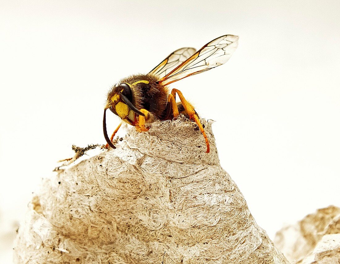 Queen wasp emerging from nest