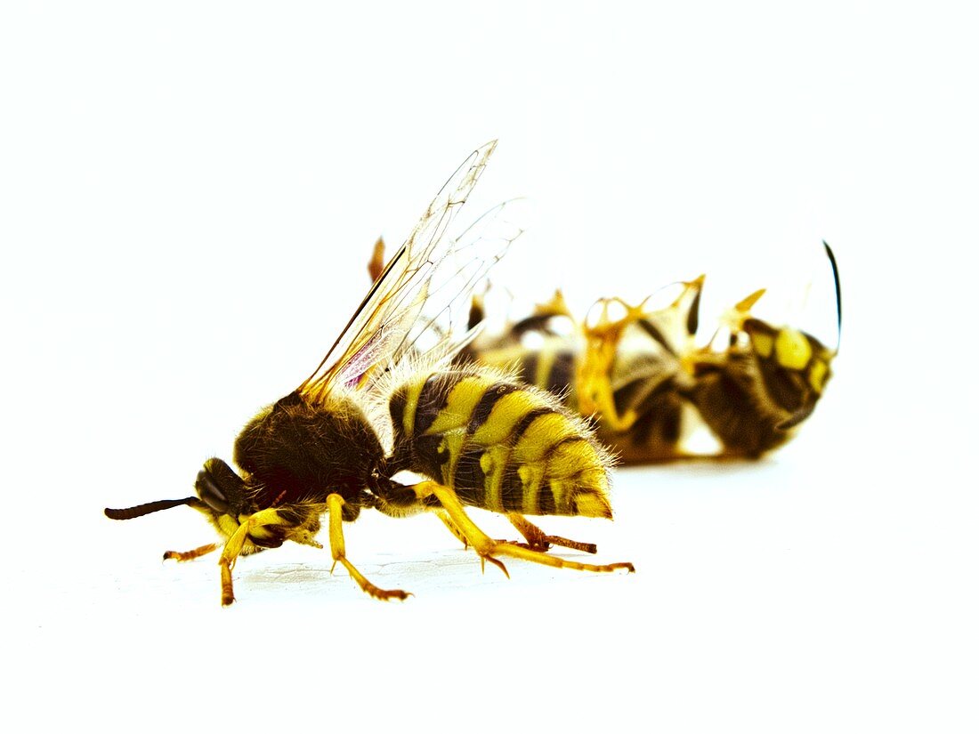 Dead queen wasp