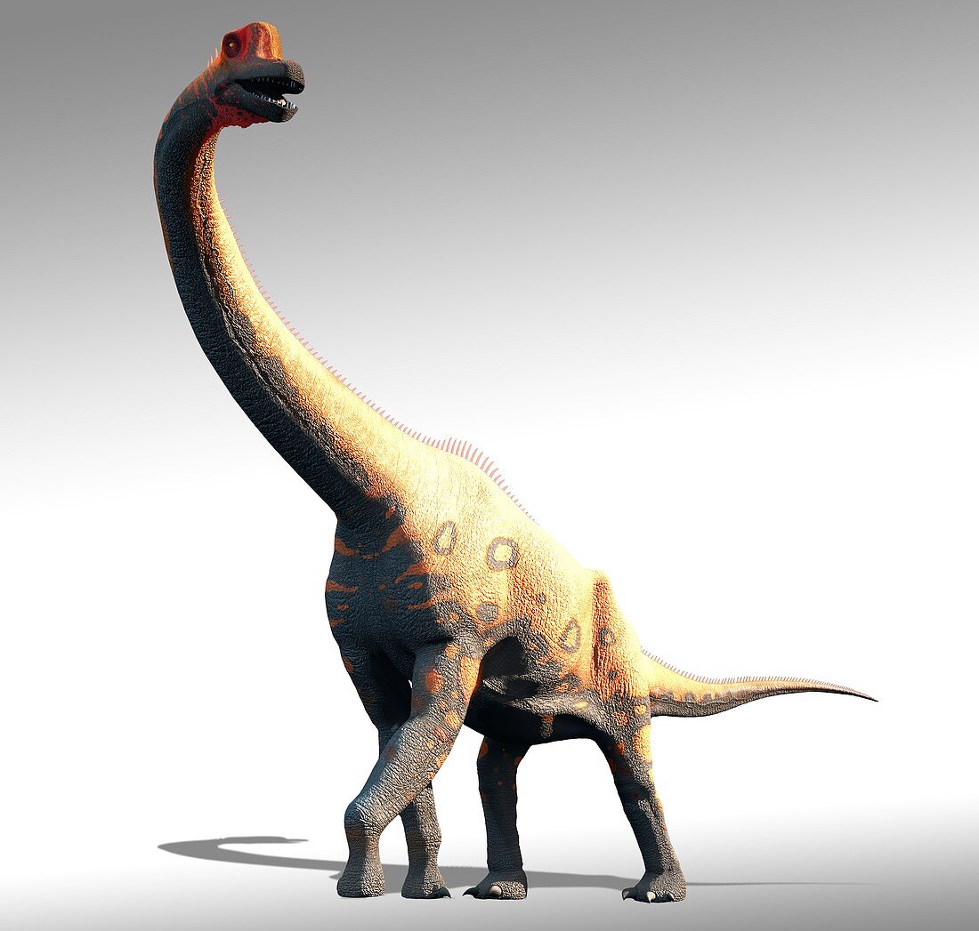 Artwork of brachiosaurus