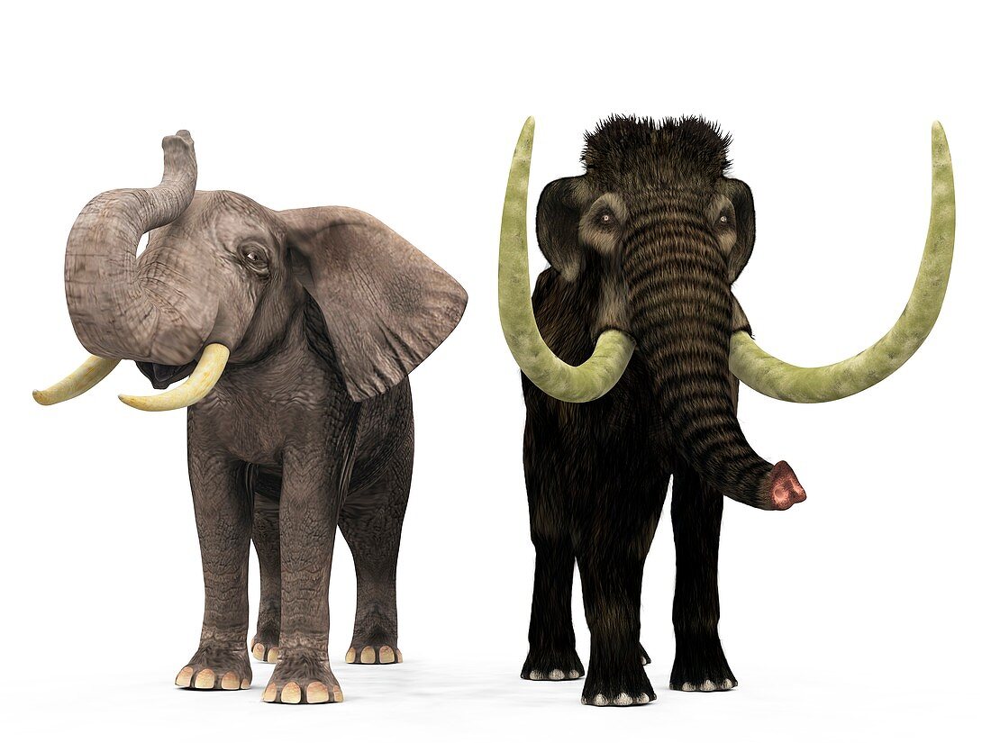 Mammoth and elephant compared,artwork