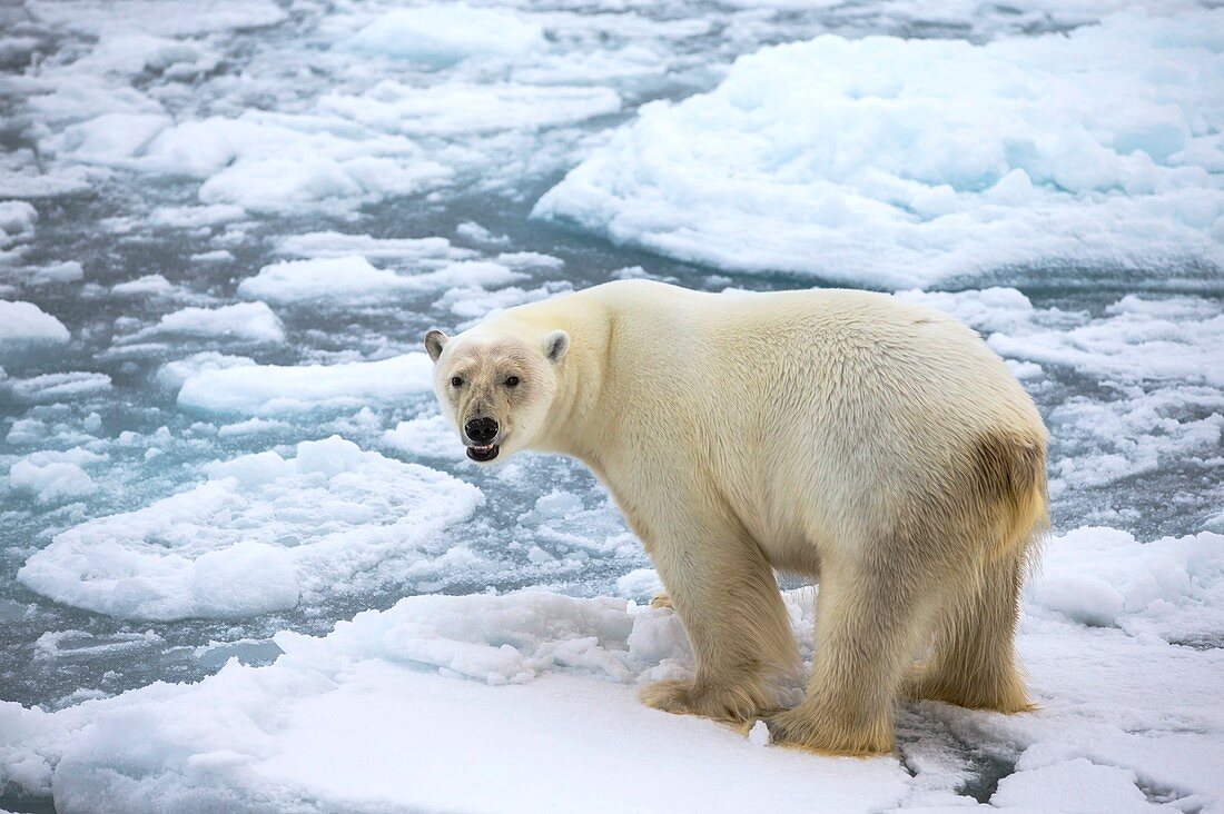 Polar bear standing on a ice floe