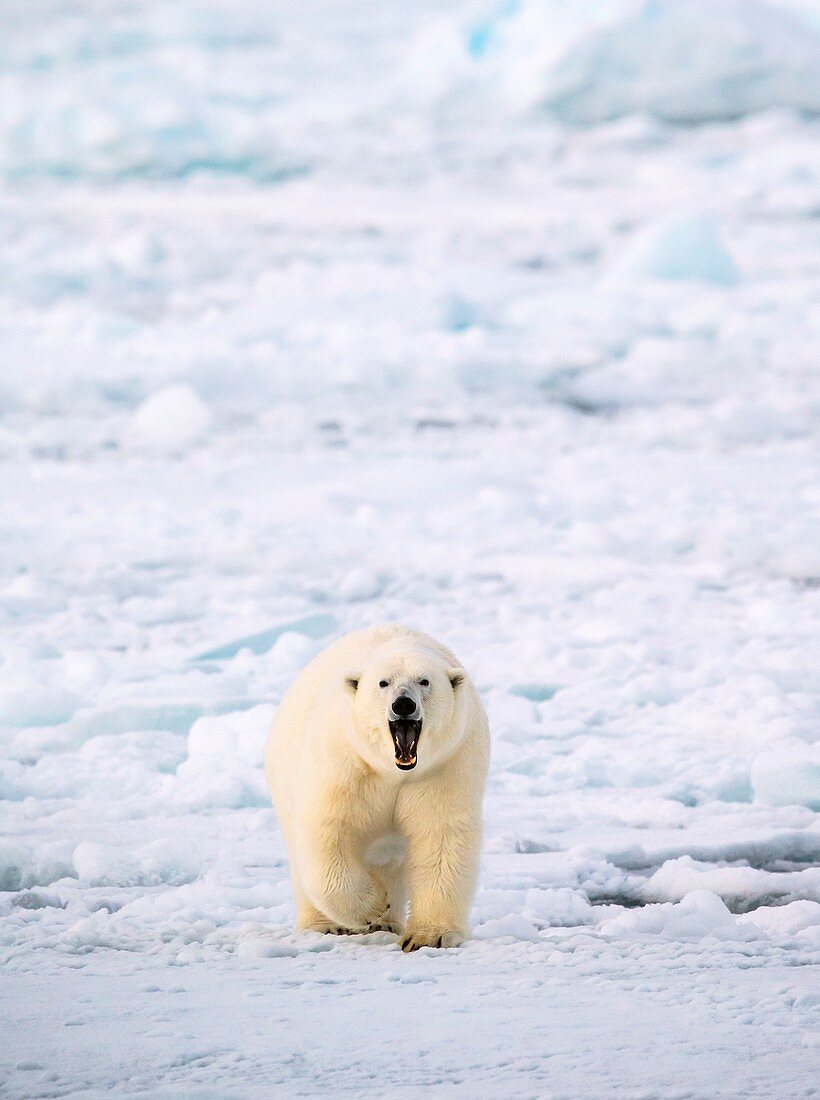 Polar bear walking on a ice floe