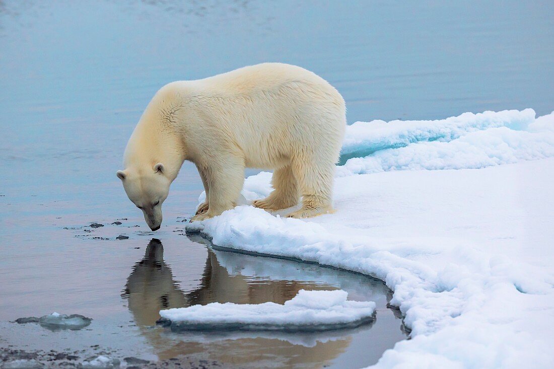 Polar bear at the edge of an ice floe