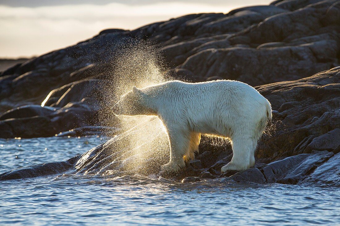 Polar bear shaking water off