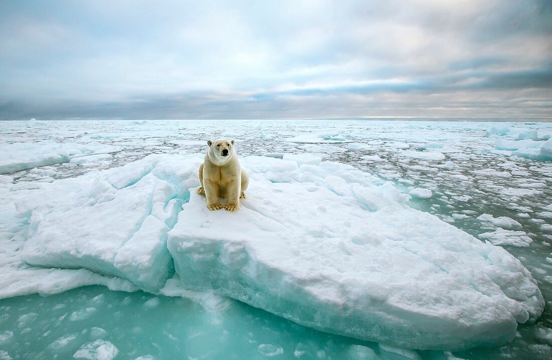 Polar bear sitting on a ice floe