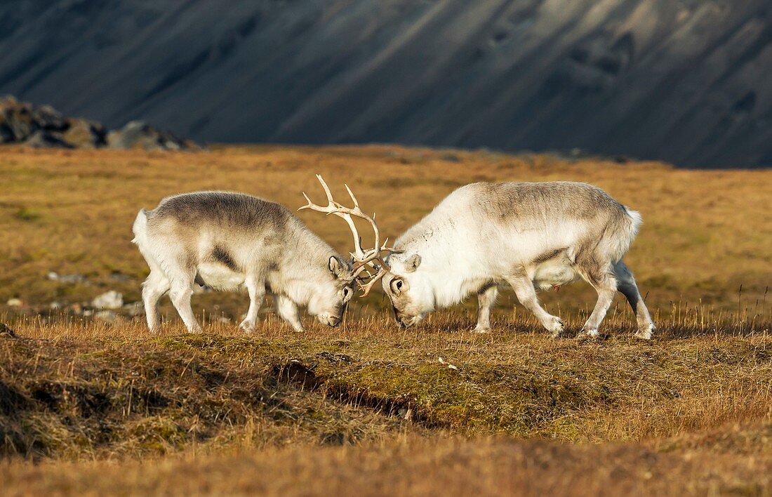 Rutting Svalbard Reindeer