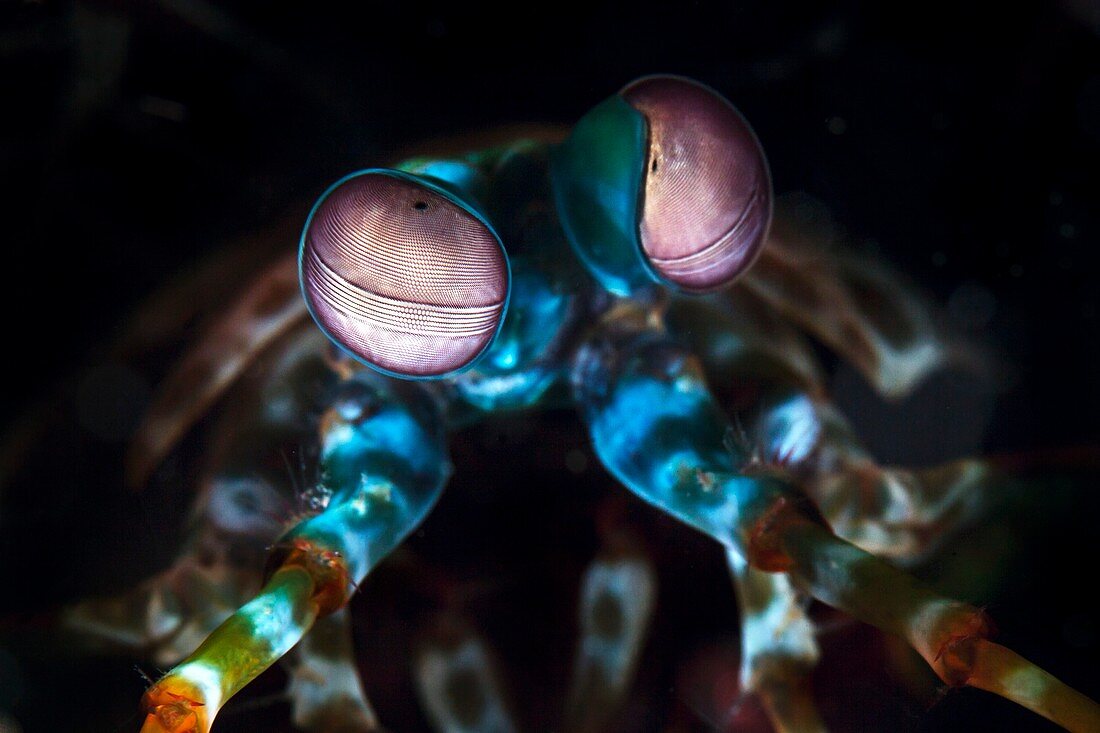 Mantis shrimp head