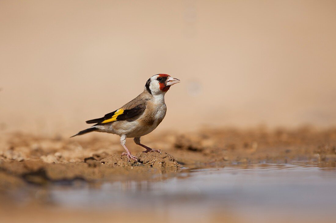 European Goldfinch (Carduelis carduelis)