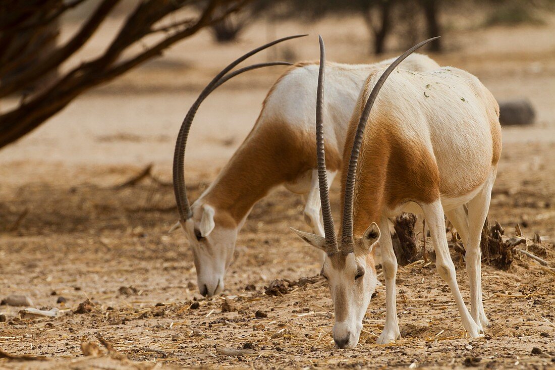 Scimitar Oryx (Oryx dammah)