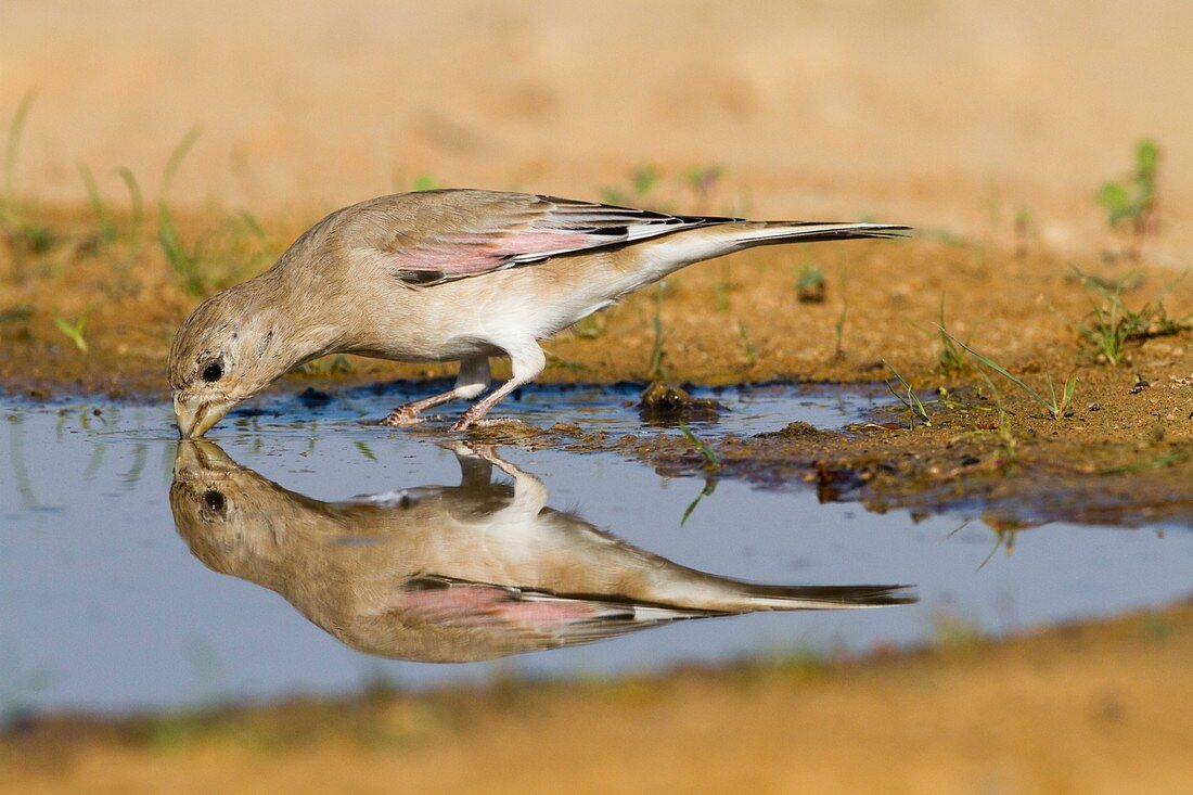 Desert Finch (Carduelis obsoleta)