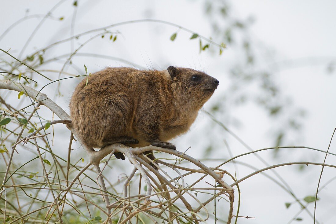 Rock Hyrax,(Procavia capensis syriaca)