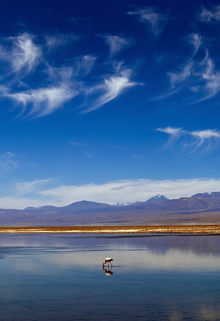 Lagoon and volcanoes,Atacama desert