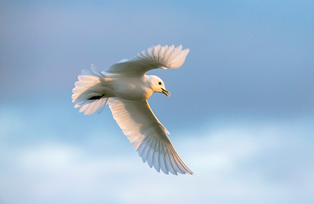 Ivory gull in flight