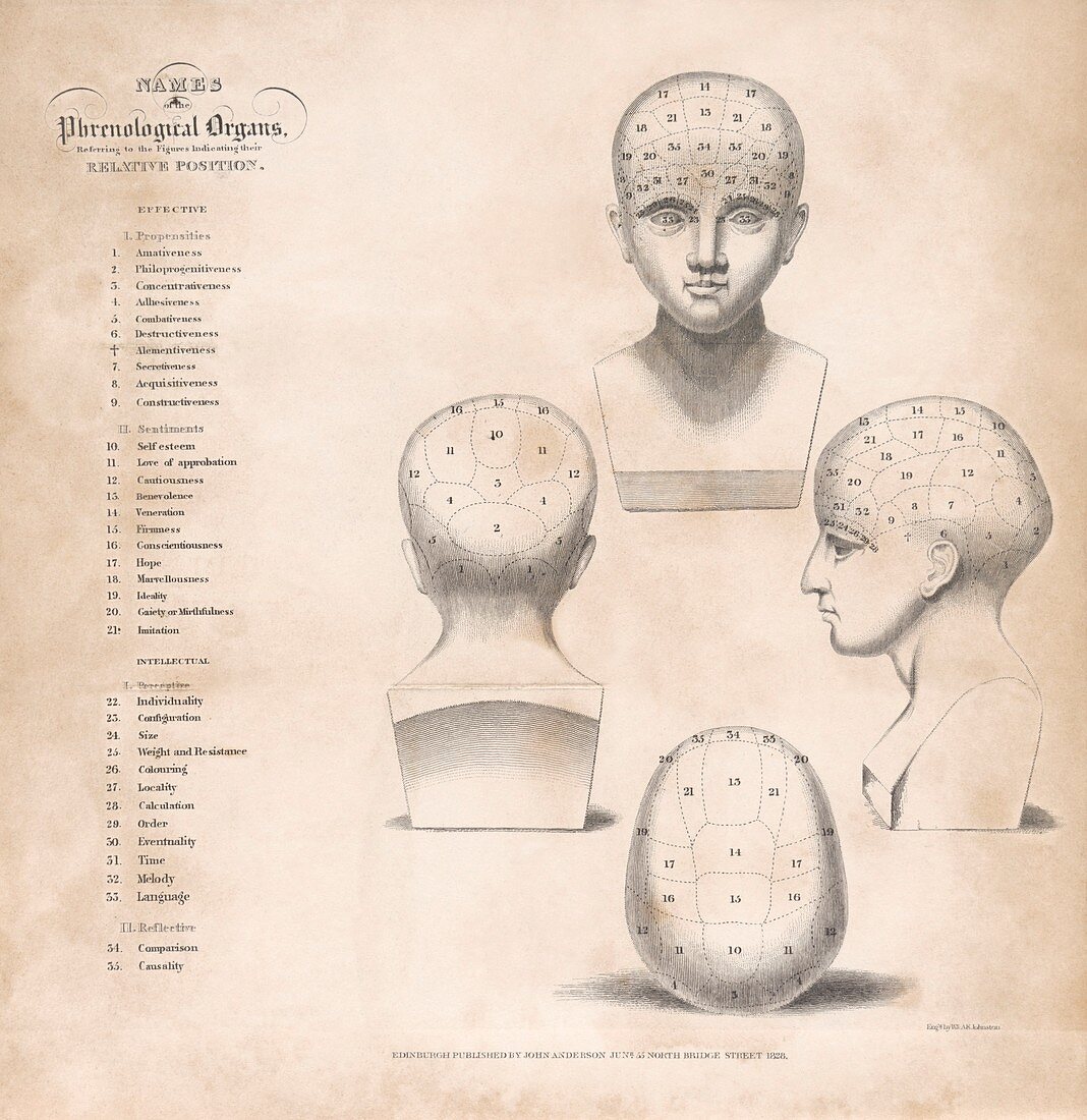 Phrenology head regions,1828