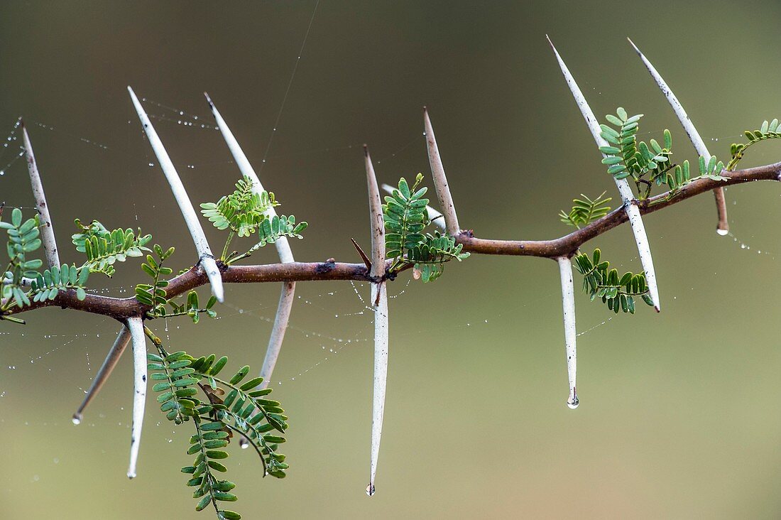 Sweet thorn (Vachellia karroo)