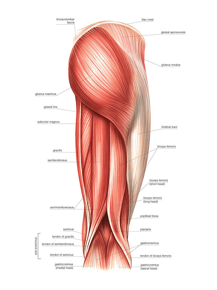 Muscles of the thigh,artwork