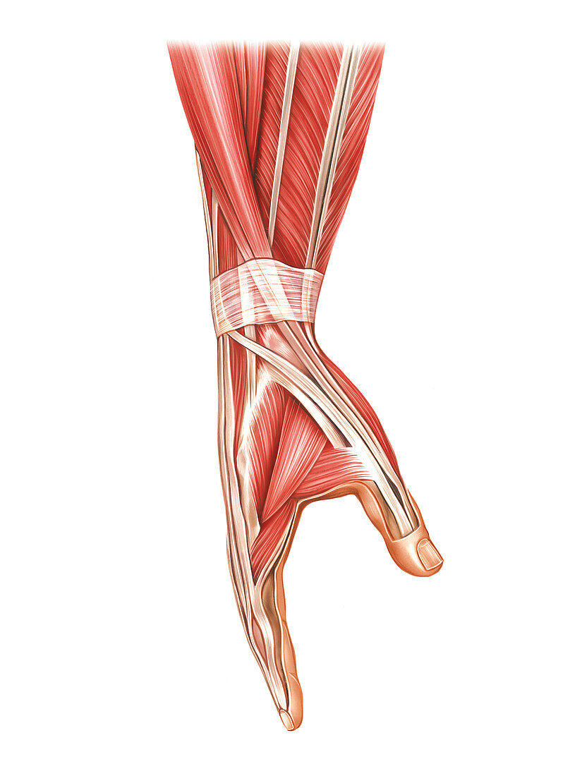 Forearm and hand muscles,artwork