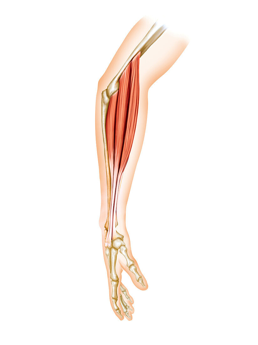 Superficial muscles of forearm,artwork