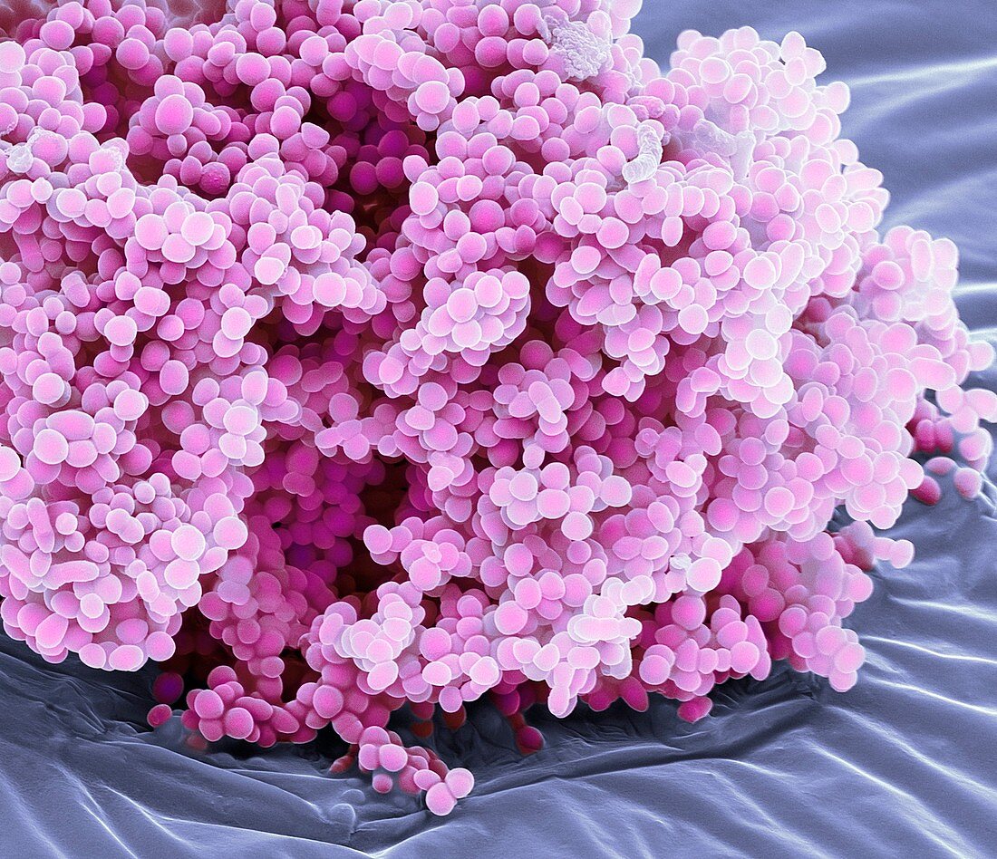 Lactococcus lactis bacteria,SEM