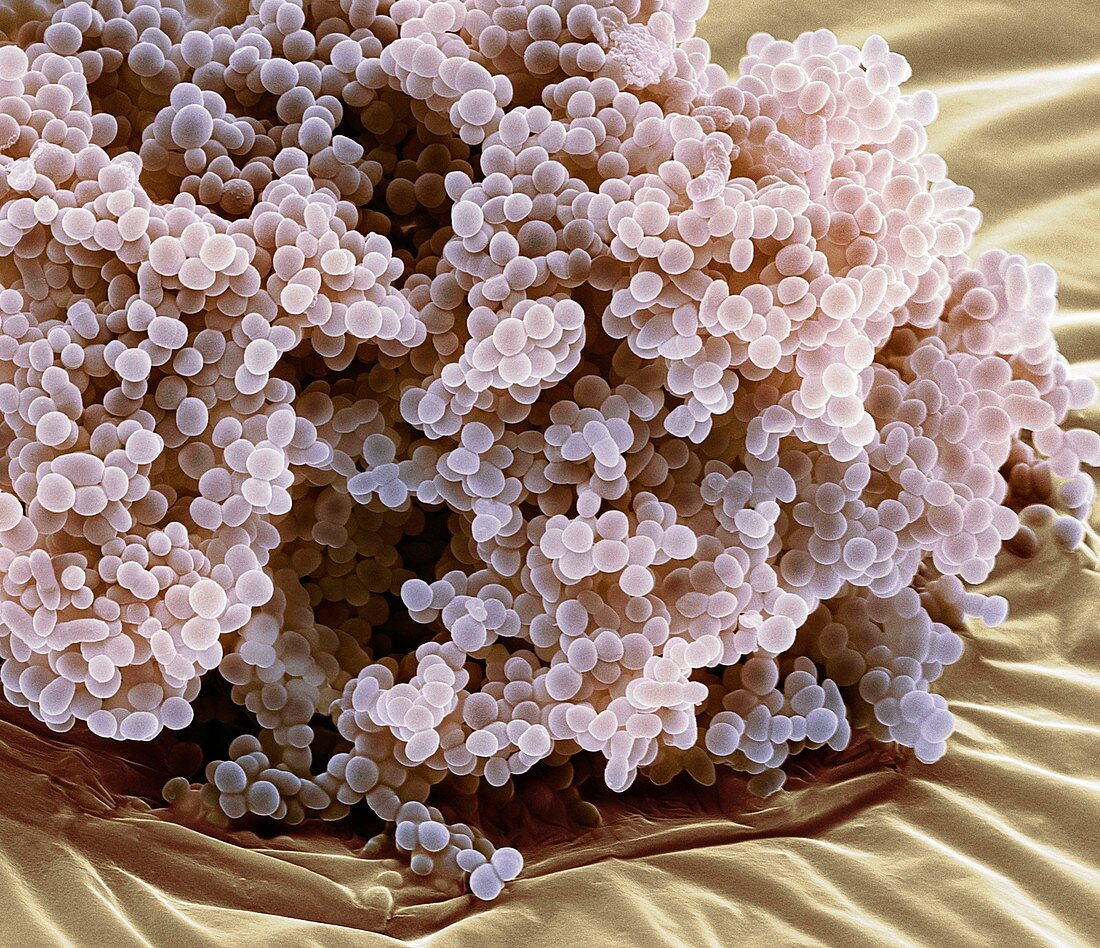 Lactococcus lactis bacteria,SEM