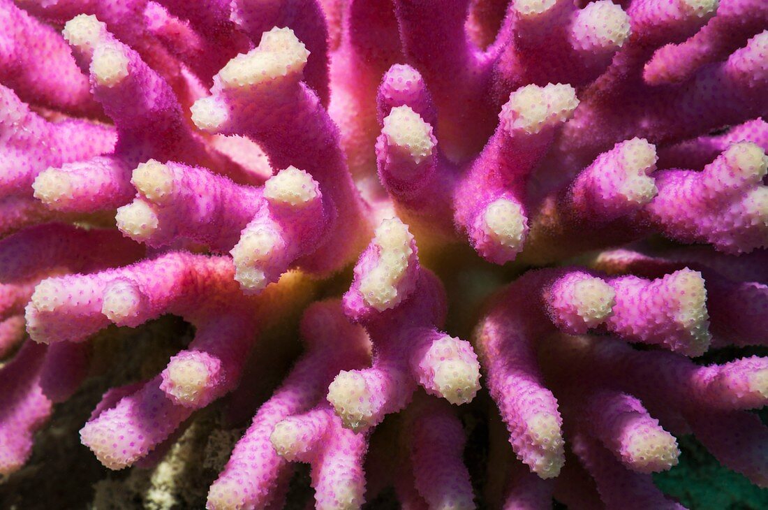 Stylophora coral