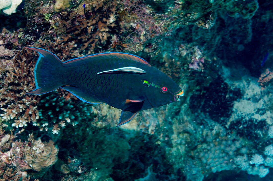 Swarthy parrotfish with cleaner wrasse