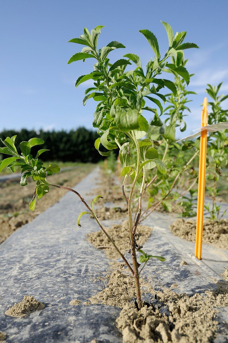 Stevia cultivation