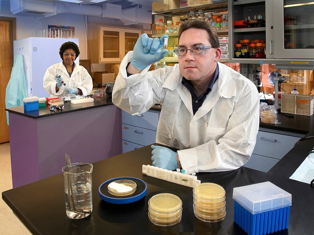 Plague bacteria detection research